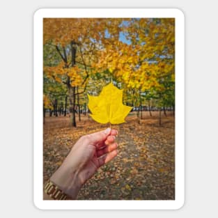 under the yellow maple tree Sticker